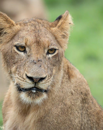 A22Daniel Greyvenstein Styx Pride 201222 2 Final