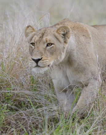 Southern Pride Lioness Hunting Southern Pride Lioness Hunting