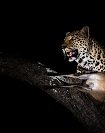 Nottins 4 Nottins 4