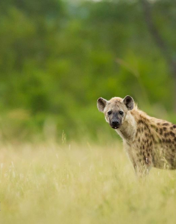 10955774 810409199006733 8046918383315894410 O