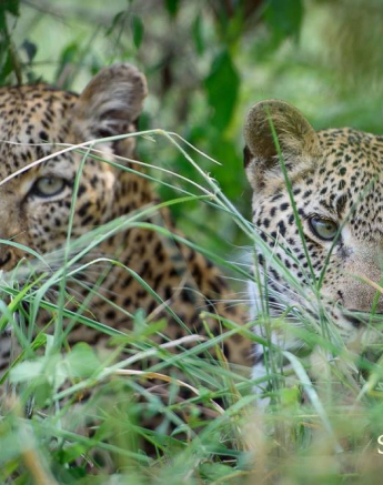 10960478 811348292246157 4083854208243731878 O