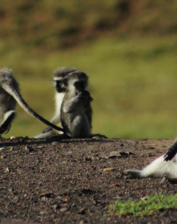 02Tayla McCurdy Vervet