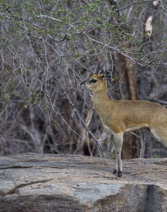 30Franscois Rosslee Klipspringer Final 30Franscois Rosslee Klipspringer Final
