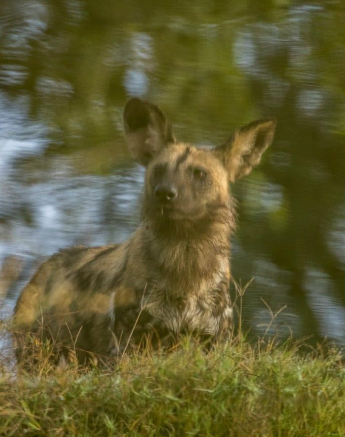 35Kyle 02 May Dog Fun 4 Final