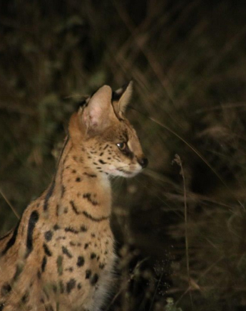 38Conrad Zeelie Serval 1 Final