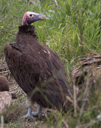 11 Franscois Rosslee Vulture5 1 Of 1 11 Franscois Rosslee Vulture5 1 Of 1