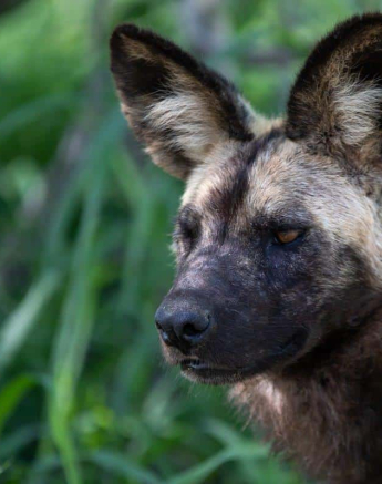 21Kevin Van Der Linde Wild Dog 22012019 Final 21Kevin Van Der Linde Wild Dog 22012019 Final