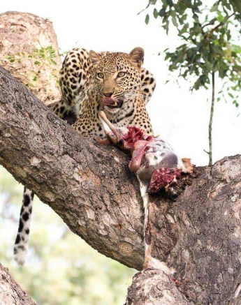 02Frederik Aucamp Kagelia Leopard 28 02 2019 Final 02Frederik Aucamp Kagelia Leopard 28 02 2019 Final