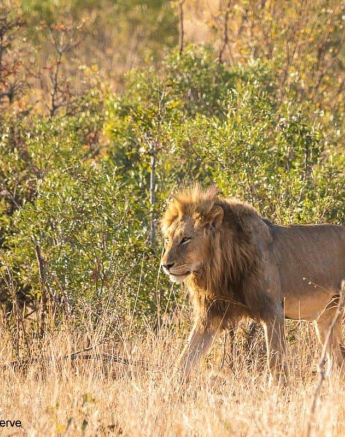 13Kevin Van Der Linde Lion Otowa 02102019 Final 13Kevin Van Der Linde Lion Otowa 02102019 Final