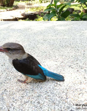 50Maryke Nel Brown Hooded Kingfisher 1 Final 50Maryke Nel Brown Hooded Kingfisher 1 Final