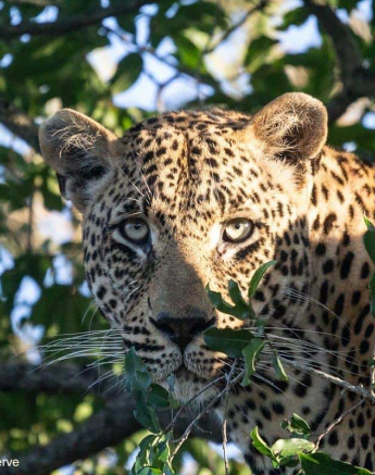 09Greg Heasman Nweti 02062020 2 Final