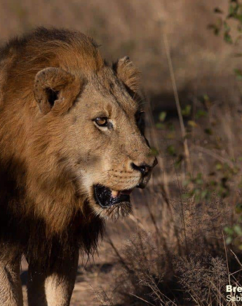 30Brett Heasman Nwas 07062020 2 Final