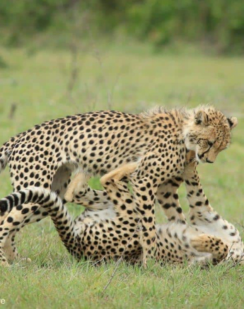 04Ally Ross 20201202 Cheetah And Cubs 04 Final 04Ally Ross 20201202 Cheetah And Cubs 04 Final