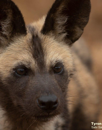 B18Tyron Van Der Walt Wild Dog 260821 3 Final B18Tyron Van Der Walt Wild Dog 260821 3 Final