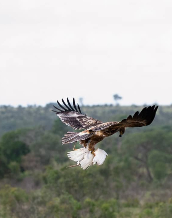 B03ronald Mutero Tawny Eagle 14022022 2 Final B03ronald Mutero Tawny Eagle 14022022 2 Final