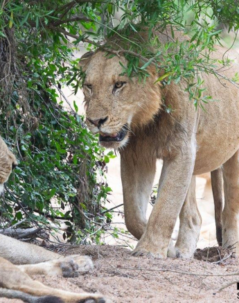 A30ronald Mutero Uknown Lions 12042022 3 Final