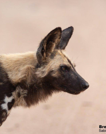 03Brett Heasmna Wild Dogs 14042020 3 Final