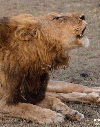 31andries Lion.nwas 221120 1 Final 31andries Lion.nwas 221120 1 Final