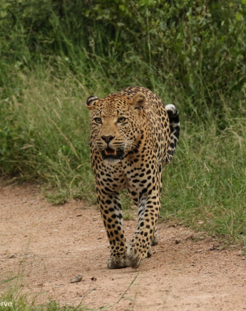 24andries Leopard.whitedam 160221 3 Final 24andries Leopard.whitedam 160221 3 Final