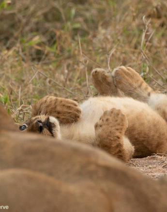 05andries Lions.styx Blog 2 Final