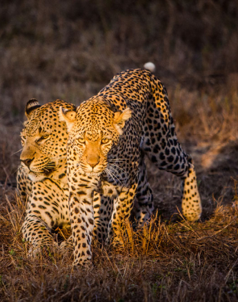 YPO 19.08 SABIBUSH JOHN.1671