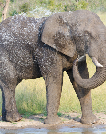 Elephant Bull Bath Elephant Bull Bath