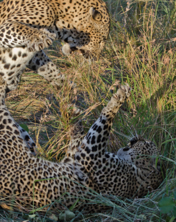 Leopards Mating At LBC 5 Leopards Mating At LBC 5