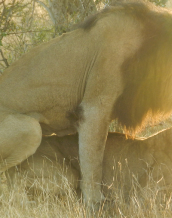 Lions Mating Lions Mating