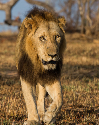 Sanriver Males 5 Sanriver Males 5