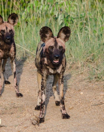 10830649 811258192255167 8646626964567328265 O