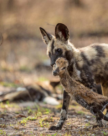 25Pravir Patel Wild Dog01 100915 25Pravir Patel Wild Dog01 100915
