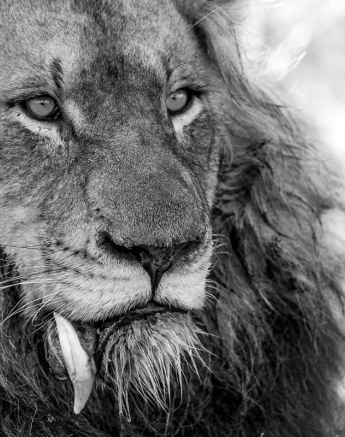 05Pravir Patel Lion031 05Pravir Patel Lion031