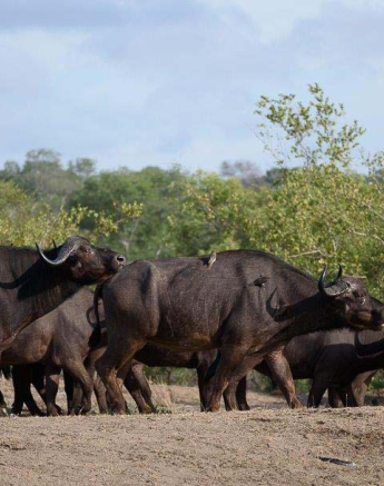 10Mike Palmer Buff Herd 050316 2