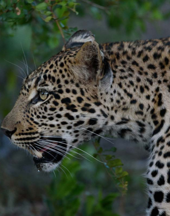 Mike Palmer Hlarulini 070316 1 Mike Palmer Hlarulini 070316 1