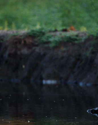 04Mike Palmer Heron 310316