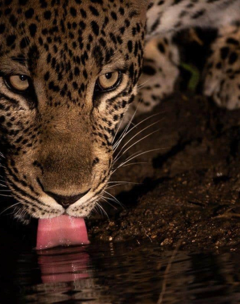 22Kevin Van Der Linde Msuthlu 13052019 Final