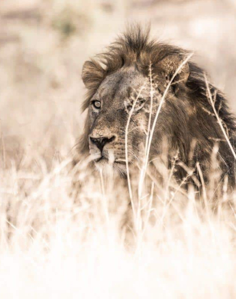 40Kevan Dobbie Hildas Rock Male Unknown 020619 2 Final