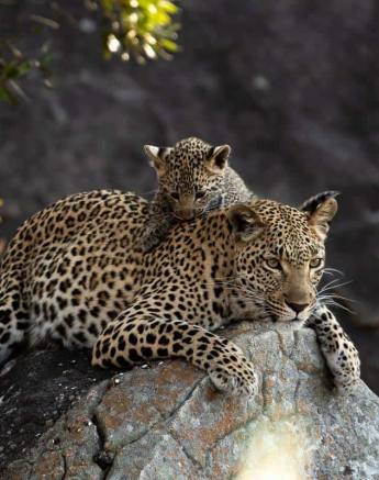 01Tyron Van Der Walt Kigelia And Cub 25072019 1 Final 01Tyron Van Der Walt Kigelia And Cub 25072019 1 Final