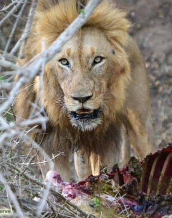 24Ronald Mutero Lion Otowa Male 05102019 7 Final 24Ronald Mutero Lion Otowa Male 05102019 7 Final