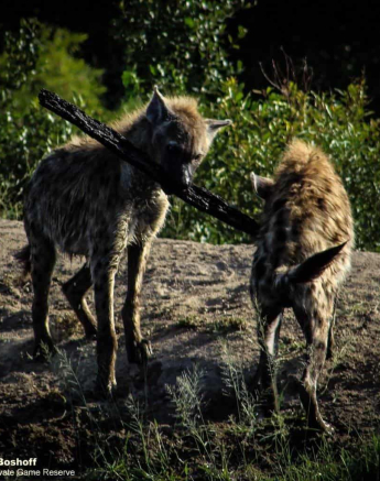 21Rebecca Boshoff Hyaena 20 Final 21Rebecca Boshoff Hyaena 20 Final
