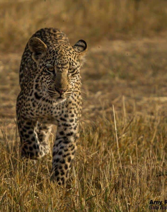 25Amy Roberts Leopard 02 Schotia Cub 210320 Final