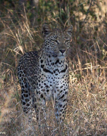 06Brett Heasman Ntsumi 27052020 2 Final