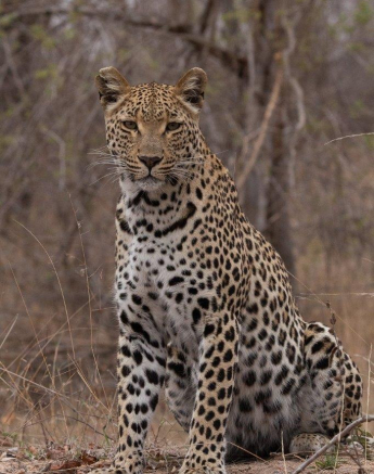 21Greg Heasman Female Leopard Ntsumi 200920 3 Final 21Greg Heasman Female Leopard Ntsumi 200920 3 Final