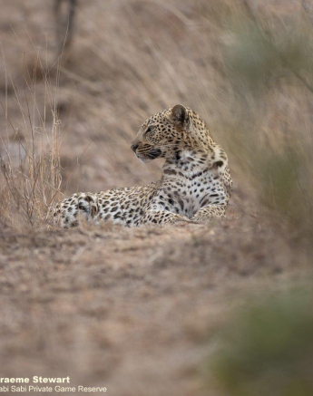 B05Graeme Stewart Female Leopard Unknown 180921 5 Final B05Graeme Stewart Female Leopard Unknown 180921 5 Final