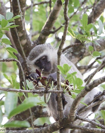 B04Erin Herbst Vervet Monkey 9 031121 Final B04Erin Herbst Vervet Monkey 9 031121 Final