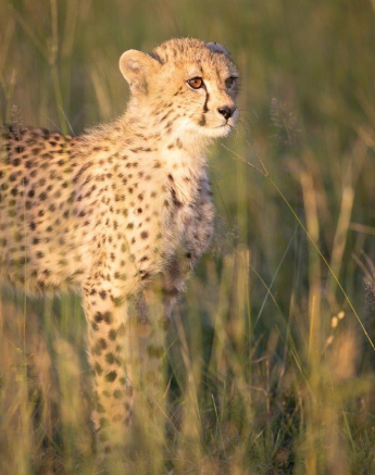 A30Graeme Stewart Cheetah Cub 200122 Final