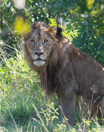 A21ronald Mutero Kruger Males 05042022 2 Final A21ronald Mutero Kruger Males 05042022 2 Final