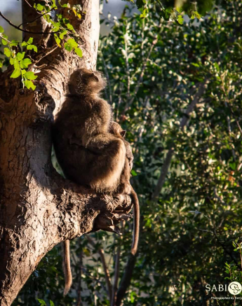 03Kerry Lee Roberg Baboon.3 Final