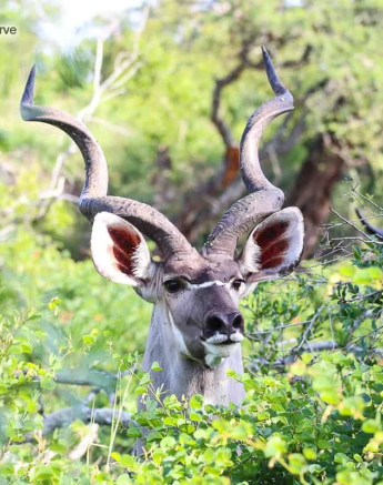 64 Andries Ndlovu Kudu 9.1.20 FINAL 64 Andries Ndlovu Kudu 9.1.20 FINAL