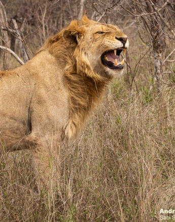 21andries Lions.styx 101020 6 Final 21andries Lions.styx 101020 6 Final